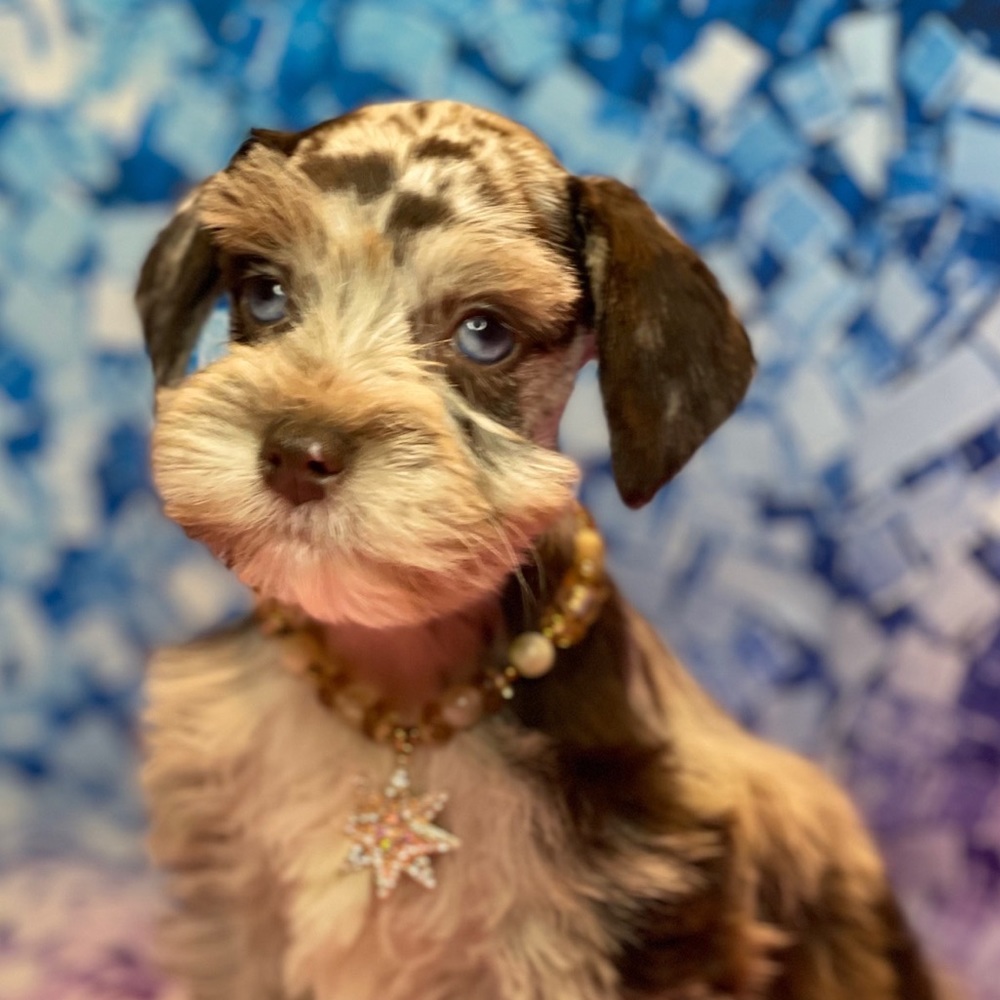 Meet your Posher, Yolanda